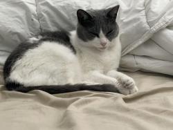 Lost Female Cat last seen Providence Church Road, Newnan, GA 30263