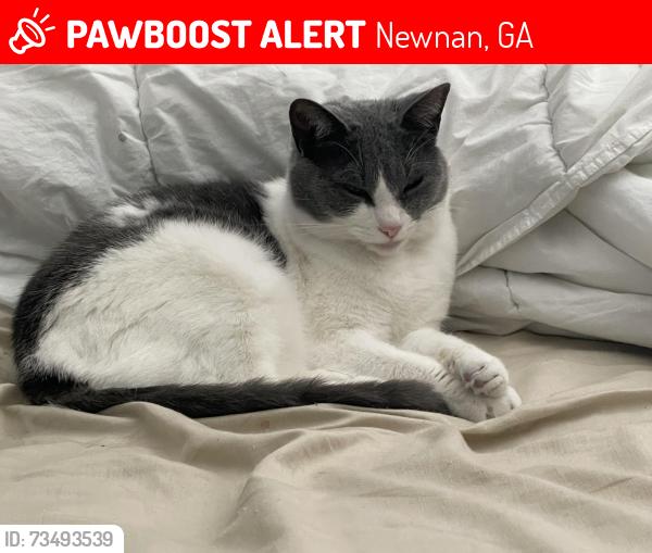 Lost Female Cat last seen Providence Church Road, Newnan, GA 30263