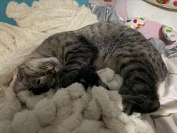 Found/Stray Unknown Cat last seen Peak to Peak School, Lafayette, CO 80026