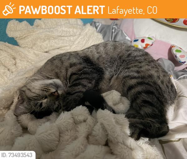 Found/Stray Unknown Cat last seen Peak to Peak School, Lafayette, CO 80026