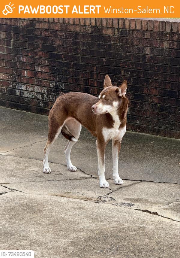 Found/Stray Unknown Dog last seen Mount Vernon and Friendship Ledford Rd, Winston-Salem, NC 27107