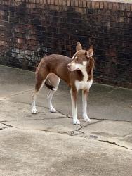 Found/Stray Unknown Dog last seen Mount Vernon and Friendship Ledford Rd, Winston-Salem, NC 27107