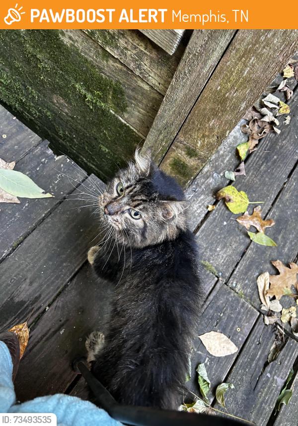 Found/Stray Unknown Cat last seen Trinity & Walnut Bend, Memphis, TN 38018