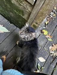 Found/Stray Unknown Cat last seen Trinity & Walnut Bend, Memphis, TN 38018