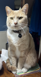 Lost Male Cat last seen Lumas, Sunnywoods, Cincinnati, OH 45239