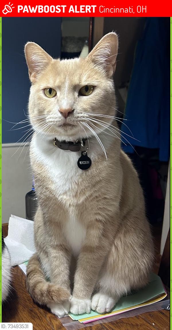 Lost Male Cat last seen Lumas, Sunnywoods, Cincinnati, OH 45239