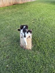 Lost Male Cat last seen Lakecrest subdivision, Killeen, TX 76549