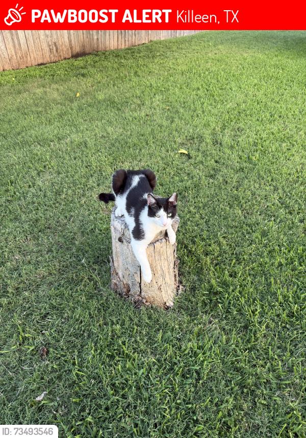 Lost Male Cat last seen Lakecrest subdivision, Killeen, TX 76549
