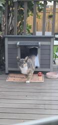 Lost Female Cat last seen Barlow and Browton, Winnipeg, MB R2N 3W5