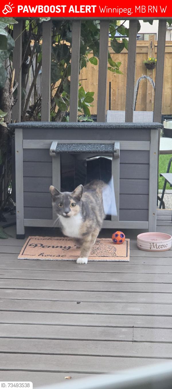 Lost Female Cat last seen Barlow and Browton, Winnipeg, MB R2N 3W5
