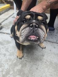 Found/Stray Male Dog last seen Vegas valley and hollywood, Sunrise Manor, NV 89142