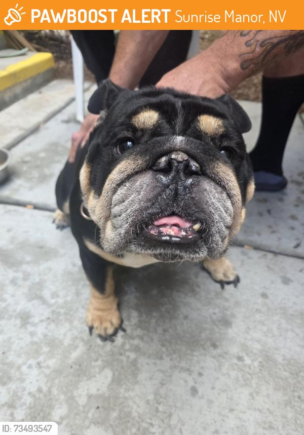 Found/Stray Male Dog last seen Vegas valley and hollywood, Sunrise Manor, NV 89142