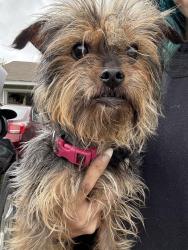 Reunited Female Dog last seen Cyndee circle, Augusta, GA 30907