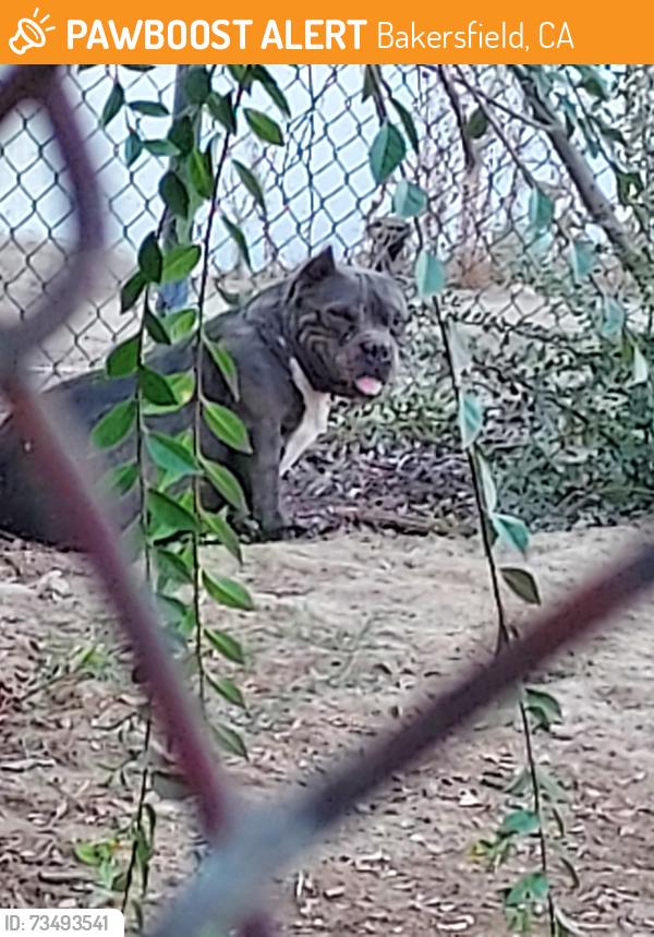 Found/Stray Female Dog last seen Bell terrace & Lomita Drive, Bakersfield, CA 93304