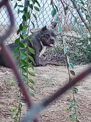 Found/Stray Female Dog last seen Bell terrace & Lomita Drive, Bakersfield, CA 93304