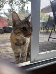 Reunited Unknown Cat last seen Near W. Liberty, Ann Arbor, MI 48103