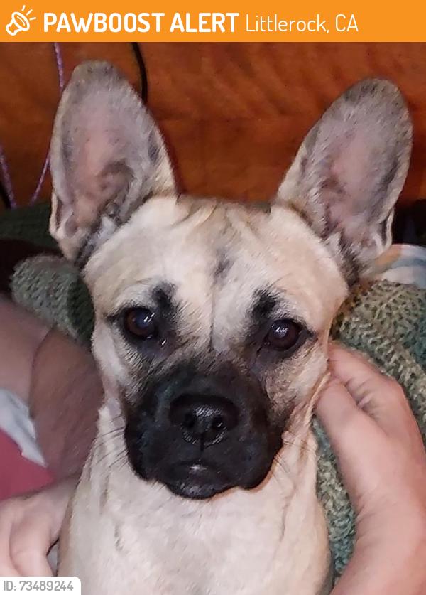 Found/Stray Female Dog last seen Everett Martin Park (Littlerock), Littlerock, CA 93543