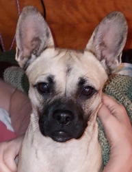Found/Stray Female Dog last seen Everett Martin Park (Littlerock), Littlerock, CA 93543