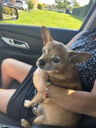 Found/Stray Female Dog last seen EastView and touhy, Des Plaines, IL 60018