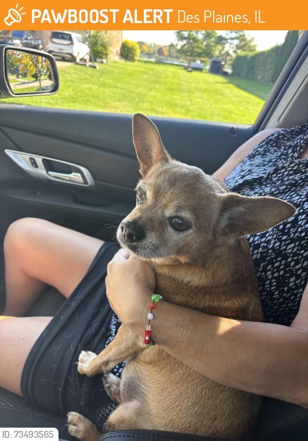 Found/Stray Female Dog last seen EastView and touhy, Des Plaines, IL 60018