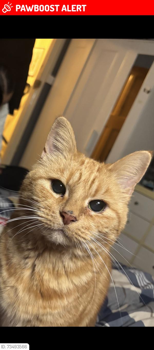 Lost Male Cat last seen Streatham hill station, Greater London, England 