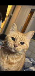 Lost Male Cat last seen Streatham hill station, Greater London, England 