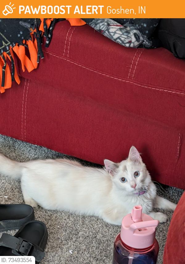 Found/Stray Unknown Cat last seen 8th and Franklin street, Goshen, IN 46526
