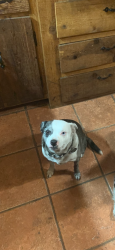 Reunited Female Dog last seen Boynton beach library, Boynton Beach, FL 33435