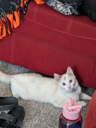 Found/Stray Unknown Cat last seen 8th and Franklin street, Goshen, IN 46526