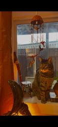 Lost Male Cat last seen Marché Jean-Talon, Montréal, QC H2S 2T4