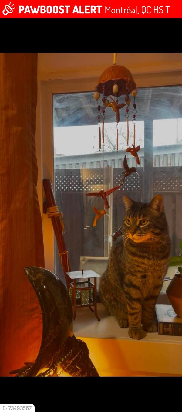 Lost Male Cat last seen Marché Jean-Talon, Montréal, QC H2S 2T4