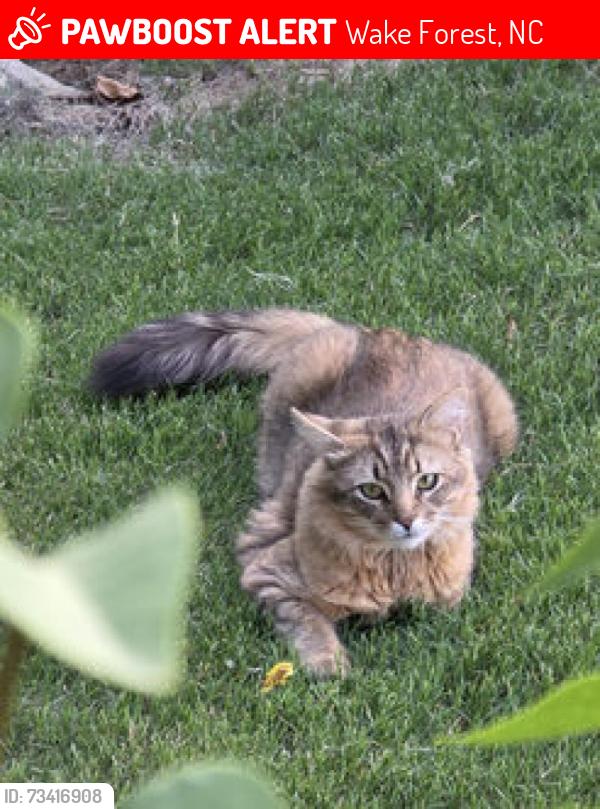 Lost Unknown Cat last seen Across from the pool area in the Reynolds Mill neighborhood Wake Forest., Wake Forest, NC 27587