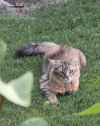 Lost Unknown Cat last seen Across from the pool area in the Reynolds Mill neighborhood Wake Forest., Wake Forest, NC 27587