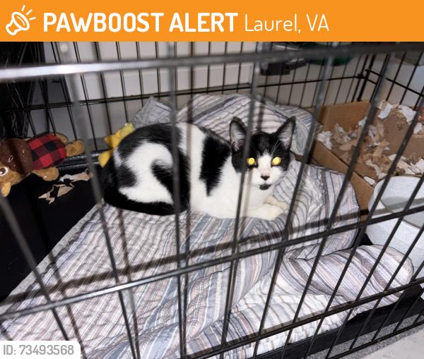 Found/Stray Unknown Cat last seen Parham Road, Laurel, VA 23228