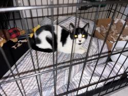 Found/Stray Unknown Cat last seen Parham Road, Laurel, VA 23228