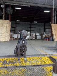 Lost Male Dog last seen Near W Hazelton Ave Stockton, CA 95203 United States, Stockton, CA 95203