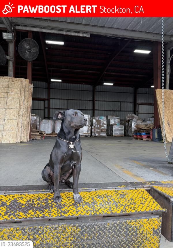 Lost Male Dog last seen Near W Hazelton Ave Stockton, CA 95203 United States, Stockton, CA 95203