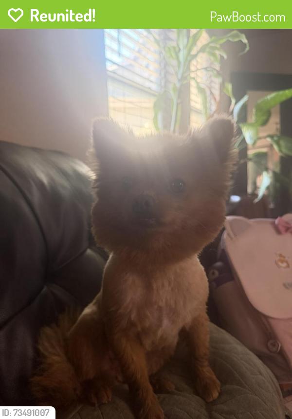 Reunited Female Dog last seen Near 47th and Atrisco, Albuquerque, NM 87105