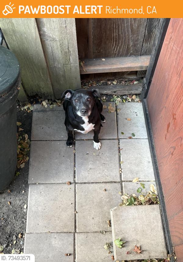 Found/Stray Male Dog last seen Near Key Blvd, Richmond, CA 94805
