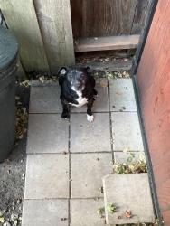 Found/Stray Male Dog last seen Near Key Blvd, Richmond, CA 94805