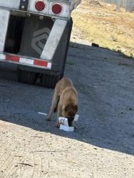 Found/Stray Male Dog last seen Del Rosa and 6th st, San Bernardino, CA 92404