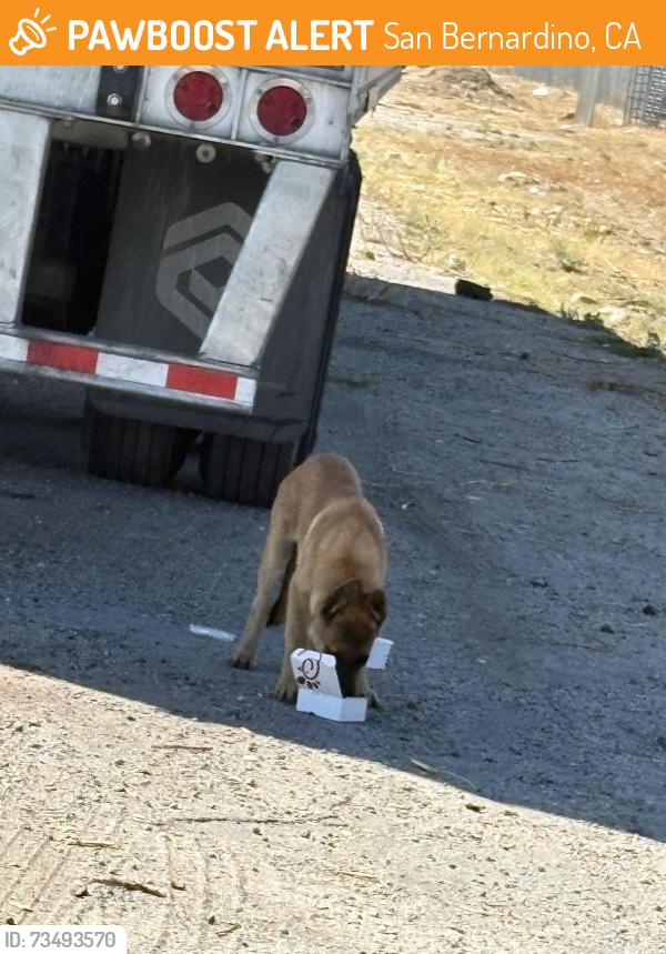 Found/Stray Male Dog last seen Del Rosa and 6th st, San Bernardino, CA 92404