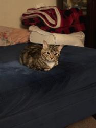 Lost Male Cat last seen Teal Run PL Dr, Fresno, TX 77545