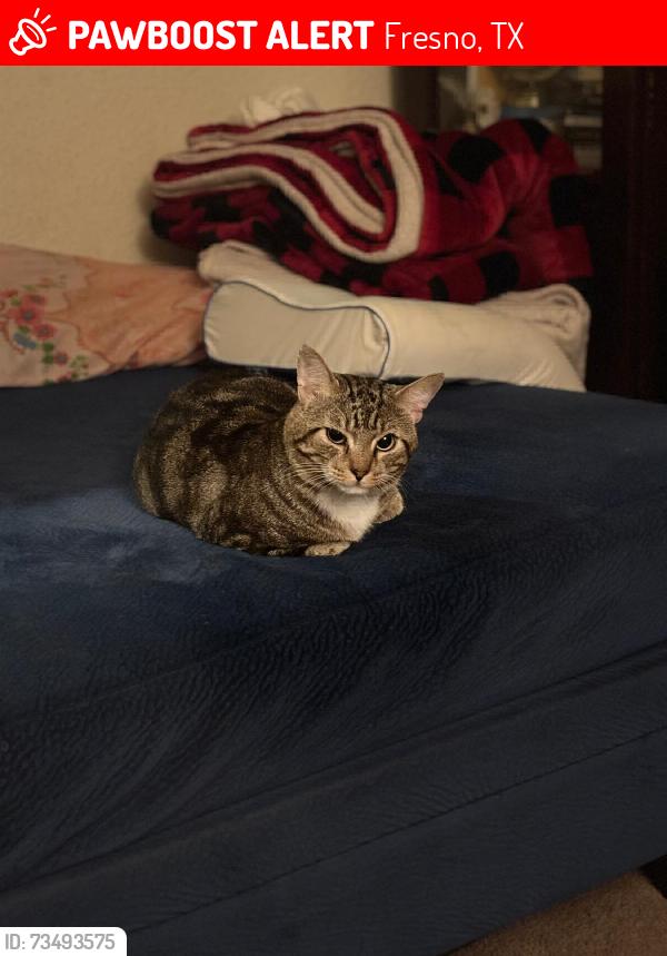 Lost Male Cat last seen Teal Run PL Dr, Fresno, TX 77545