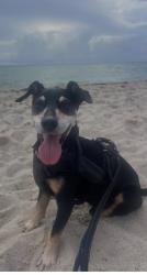 Reunited Male Dog last seen El Portal, FL, USA, El Portal, FL 33150