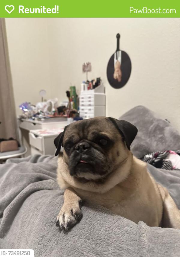 Reunited Male Dog last seen Near Timber Dr, Princeton, TX 75407, USA, Princeton, TX 75407