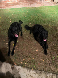 Reunited Unknown Dog last seen Oakwood elementary school, Peoria, AZ 85381