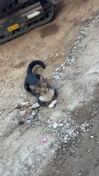 Lost Male Cat last seen Uckfield, East Sussex, England 