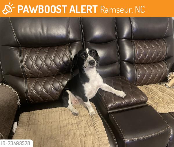 Found/Stray Female Dog last seen Near Brady Street Extension, Ramseur, NC, USA, Ramseur, NC 27316