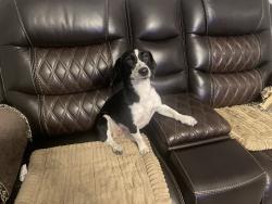 Found/Stray Female Dog last seen Near Brady Street Extension, Ramseur, NC, USA, Ramseur, NC 27316